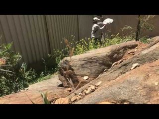 Скачать видео: Snake Catcher Chases Down Deadly Brown Snake in Adelaide