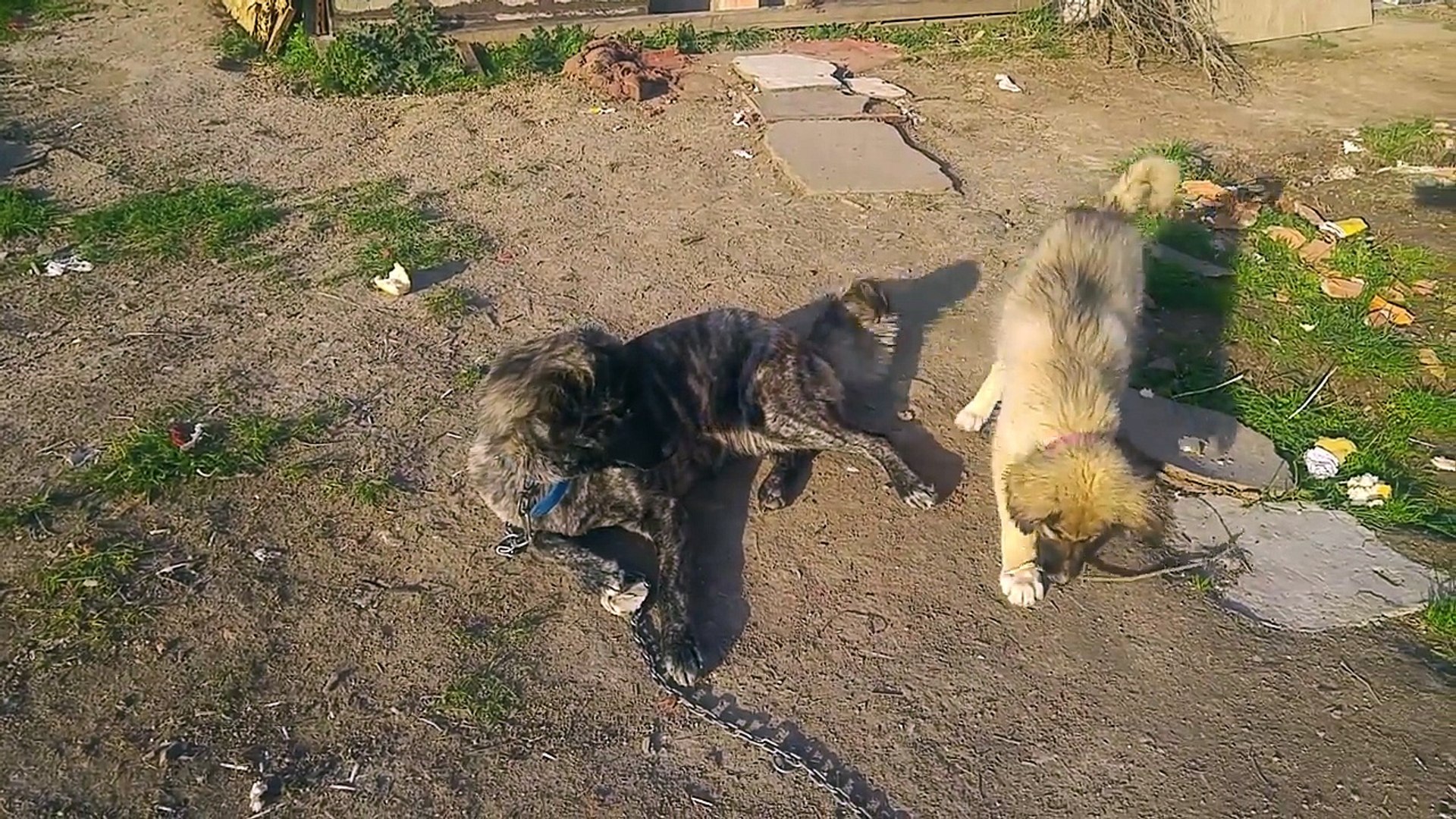 ⁣Silver Dog and Hazelnut Dog Playing