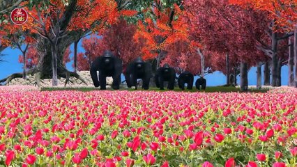 3D Animated Animal Finger Family Rhymes Collection - Nursery Rhymes For Kids