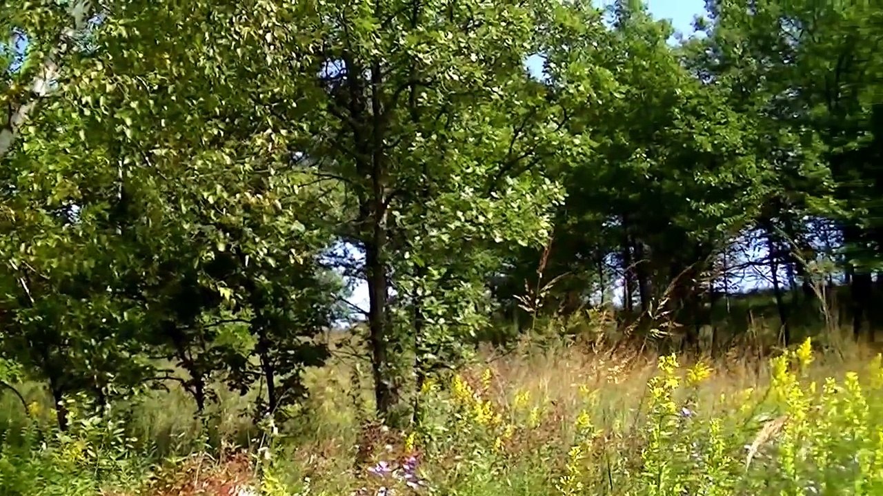 Videos Cats Love to Watch ( birds and squirrels )