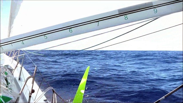 J22 : Un magnifique spectacle de baleines pour accueillir Morgan Lagravière / Vendée Globe