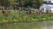 Installation de jardins flottants sur le canal de Chicago