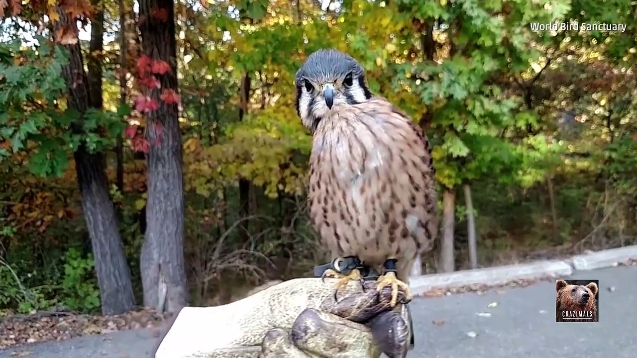 This rescued falcon at the World Bird Sanctuary is showing off her impressive moves!