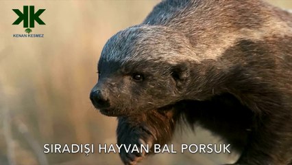 Dünyanın En Korkusuz Hayvanı: Bal Porsuğu Belgeseli