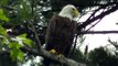 Bald Eagle Nesting & Young - American Bald Eagle