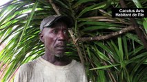 Guinée-Bissau: les serpents envahissent des îles paradisiaques