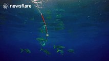 Juvenile great white shark 'rams' diving cage 