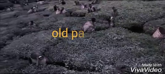 Pardesi-pASSED OUT mEMES