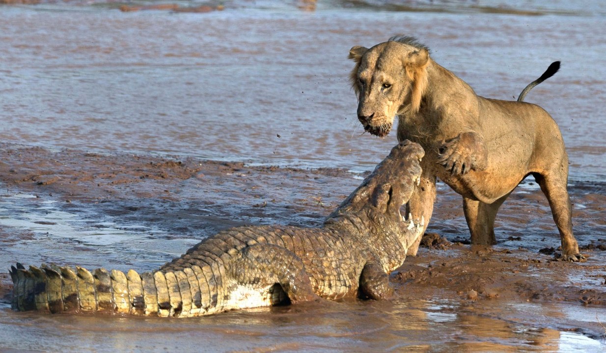 Lion Vs Crocodile So... who's the king