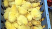 Une cohabitation insolite entre un chat et des poussins. Surprenant !