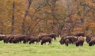 Voyons voir : Les Bisons d'Auvergne
