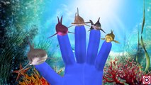 Dolphin Finger Family Songs | Sea Animal Finger Family Nursery Rhymes | Shark Finger Family Songs