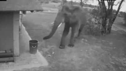 Yerdeki Çöpleri Çöp Kutusuna Atan Fil