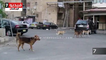 الكلاب الضالة تتجول بشوارع بورفؤاد..والأهالى يستغيثون
