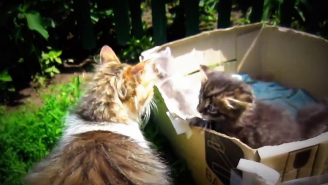 MUST SEE! Funniest and most adorable cat video - Best Funny cat Videos Ever