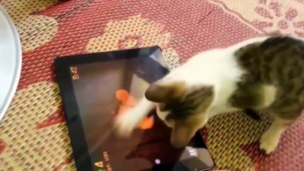 Funny Cat Fails Try not to  best and funniest videos