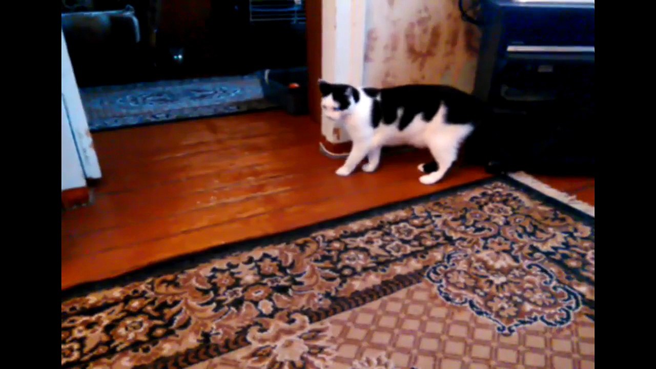 Funny Cats Compilation - Best Funny Cat Videos Ever