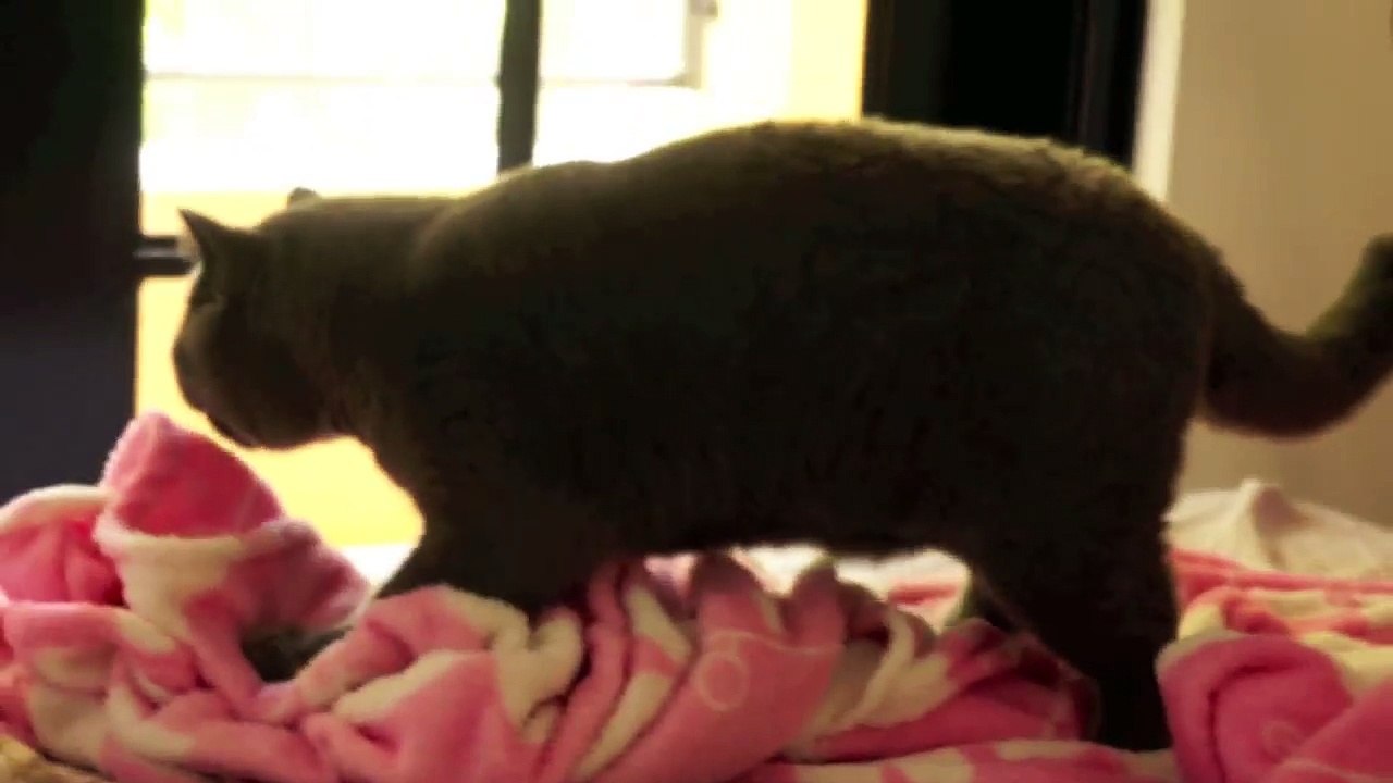 Funny Cats Video Compilation Funny Fails