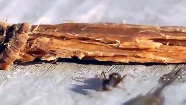 Yere Düşen Bir Damla İçkiyi İçip Sarhoş Olan Karınca