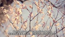 田﨑あさひ 『サクラ時計』(ASAHI TASAKI[SAKURA(Cherry Blossom)Clock]) (MV)