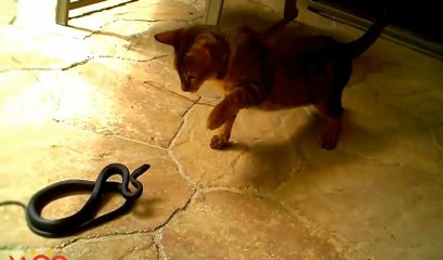 Amazing Cat vs cobra. vs snake fight to the death real life - Who win