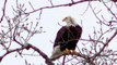 Astonishing video captures Bald Eagle in Most Intimate Details Ever ! Watch in High Definition