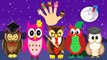 OWL Cartoon Finger Family Cartoon Animation Nursery Rhymes For Children
