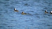 MUST SEE Ducks Mating of Minnesota in HD !