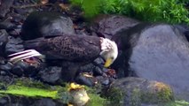 Eagle Feasts On a Well Marinated Carp