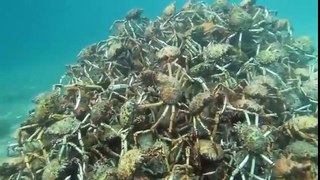 Melbourne Scuba Diver Films Stunning Spider Crab Pyramid
