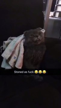 Un chat défoncé, scotche complètement