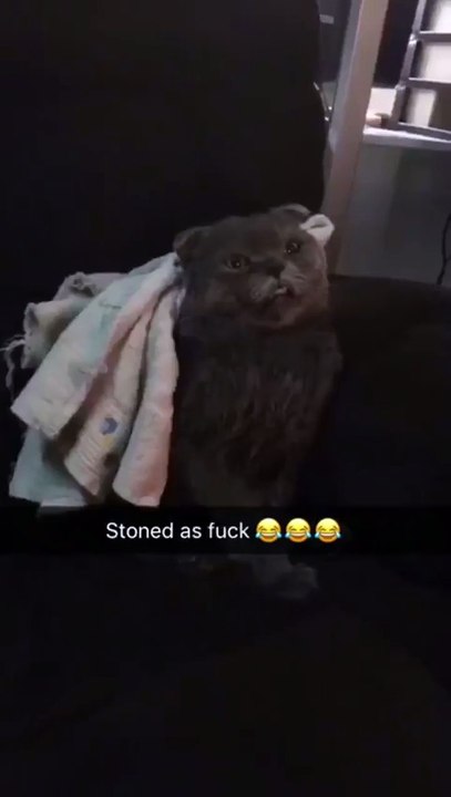 Un chat défoncé, scotche complètement