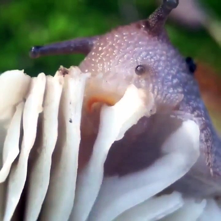 Une vidéo macro qui montre un escargot qui mange