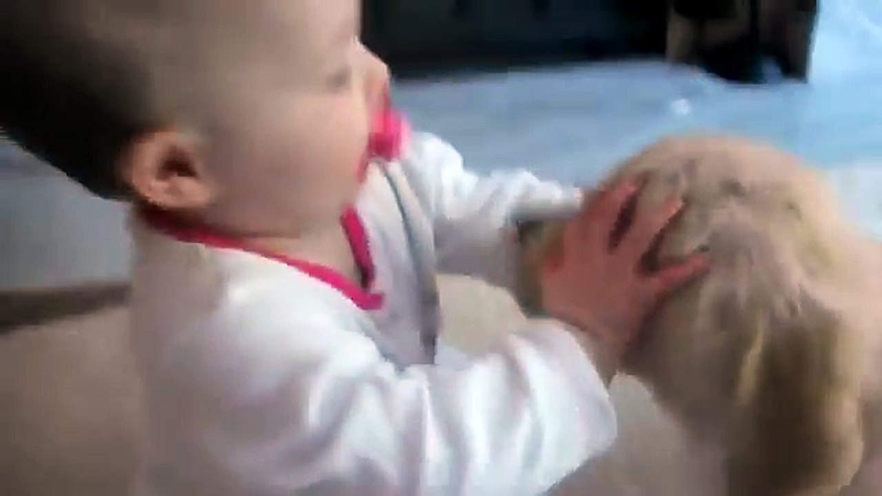 Baby And White Labrador Puppy Meet For The Very First Time