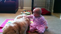 Baby Tries to Wake Up Her Golden Retriever