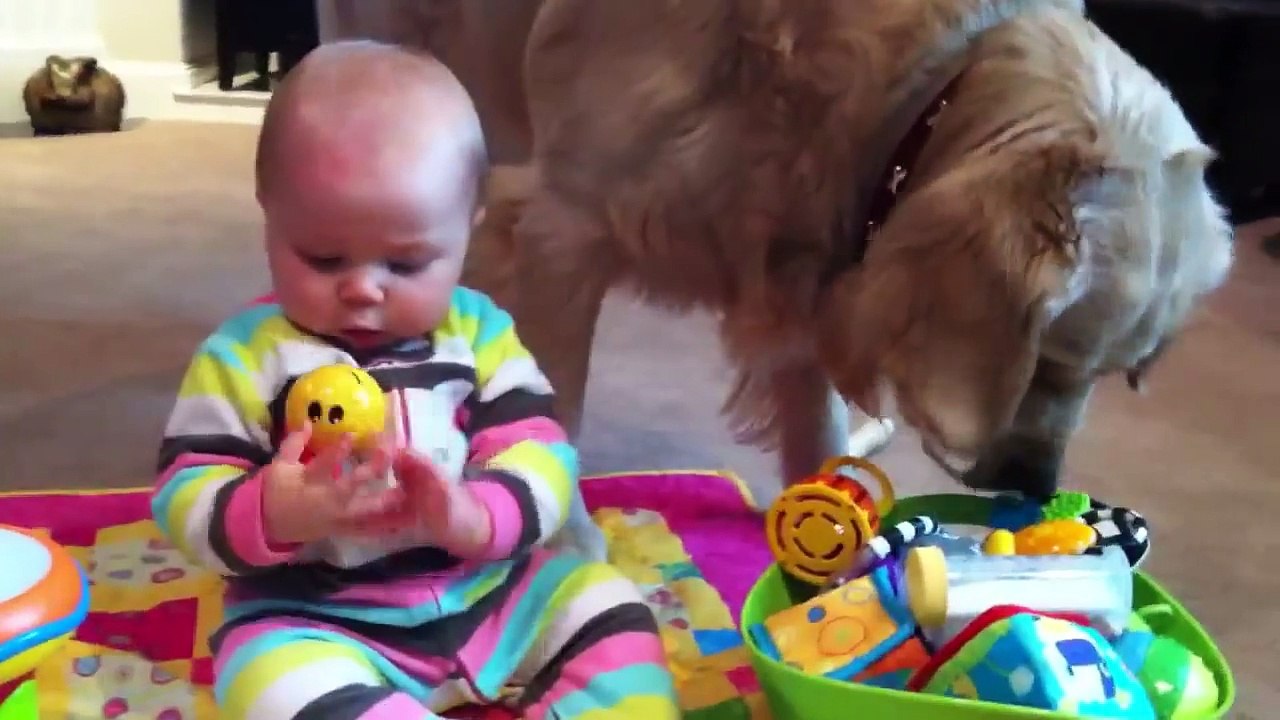 Baby Shares Toys with Golden Retriever