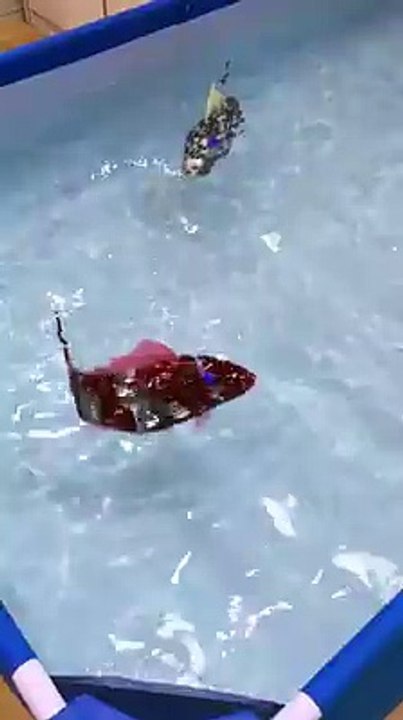 beautiful fish challenge never seen before