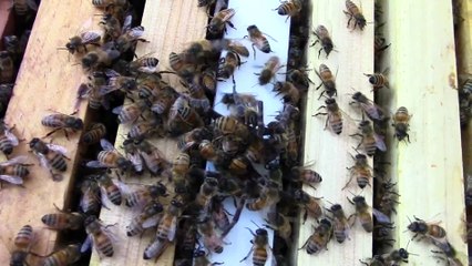 Des abeilles attaquant un araignée venue manger la Reine