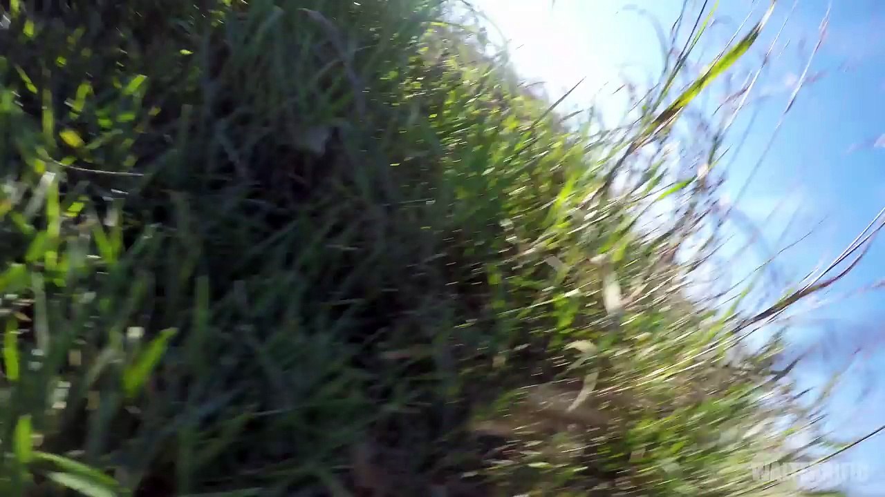 Un motard fait la connerie de regarder son téléphone en roulant !