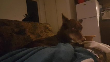 Dog argues with owner about sofa rights