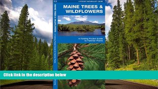 READ THE NEW BOOK Maine Trees   Wildflowers: A Folding Pocket Guide to Familiar Species (Pocket