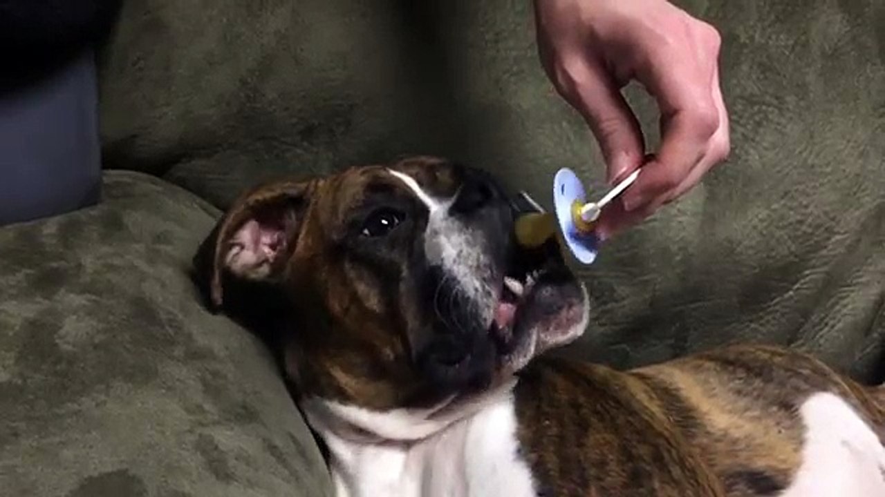 The landlady gives him a pacifier,