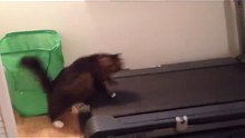Funny Cat Has Great Workout Strategy