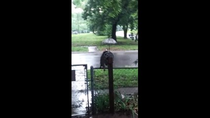 The Saddest Raccoon Ever