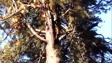 Huge 118 Ft Tree Cutting Lake Almanor Style 7-8-11