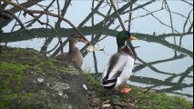 La Danse des Canards