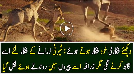 A lioness leaping at a charging giraffe’s neck , Extra Ordinary Scene From BBC's Planet Earth Documentary