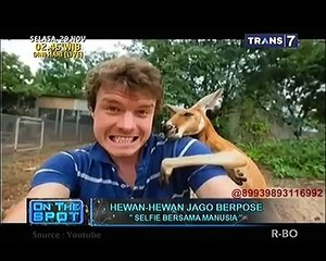 Hewan-Hewan Jago Berpose [On The Spot]