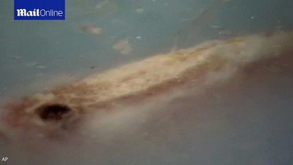 Japanese ice rink freezes 5,000 fish in bizarre attraction