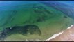 Millions of Sardines Cloud the Shores Off San Diego Coast